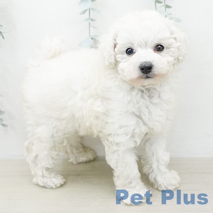 トイ・プードル