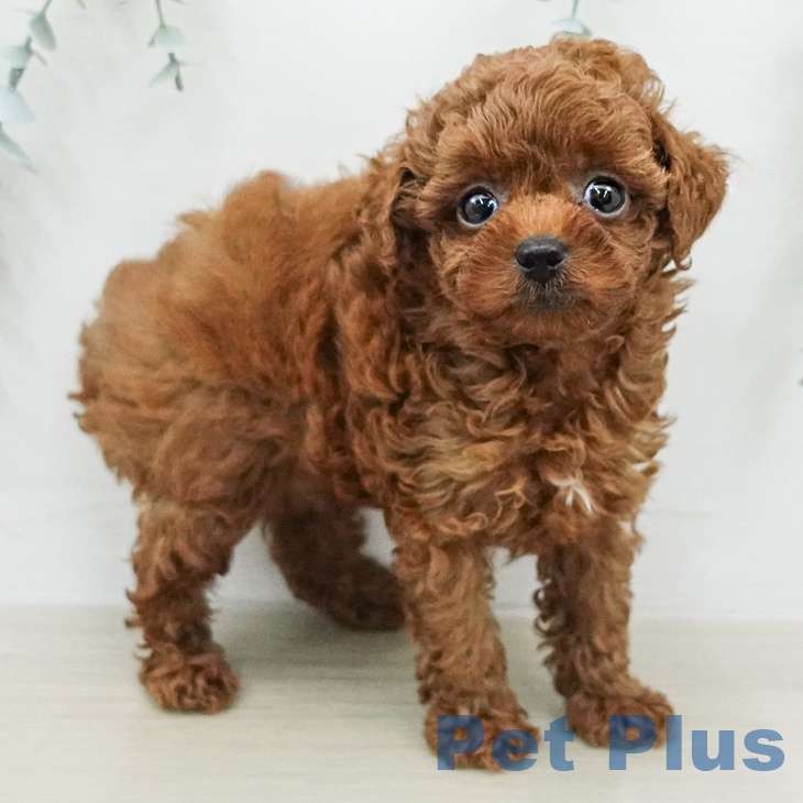 トイ・プードル