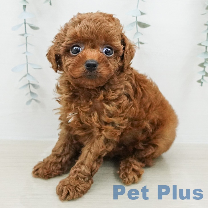 トイ・プードル