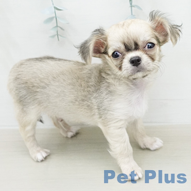 茨城県のチワワ(ロング) (ペッツワン つくば店/2026年2月2日生まれ/男の子/フォーンホワイト)の子犬の1枚目の画像