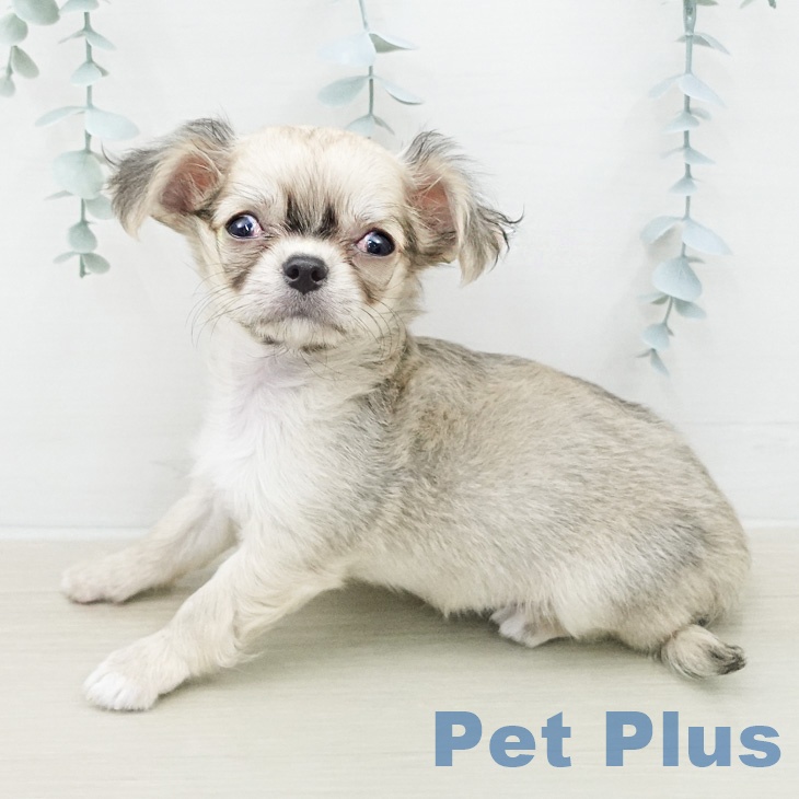 茨城県のチワワ(ロング) (ペッツワン つくば店/2026年2月2日生まれ/男の子/フォーンホワイト)の子犬の2枚目の画像