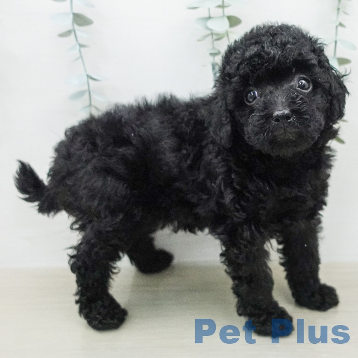 トイ・プードル