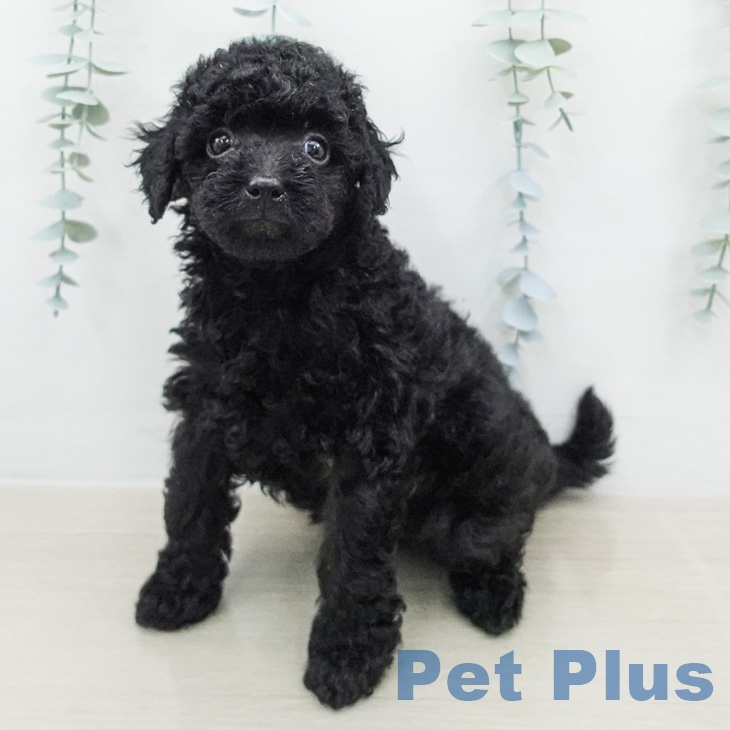 トイ・プードル