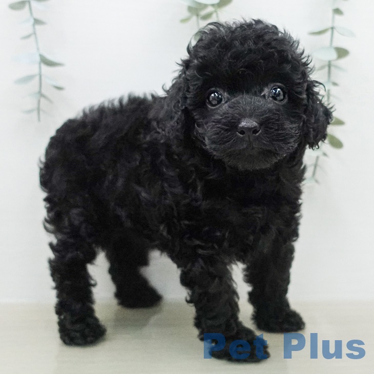 トイ・プードル