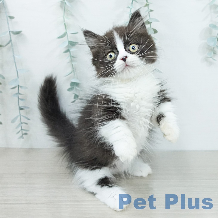 神奈川県のマンチカン (ペッツワン 小田原店/2026年2月10日生まれ/男の子/ブラックホワイト)の子猫の1枚目の画像
