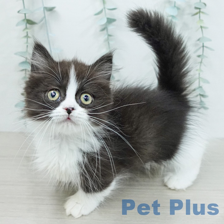 神奈川県のマンチカン (ペッツワン 小田原店/2026年2月10日生まれ/男の子/ブラックホワイト)の子猫の2枚目の画像