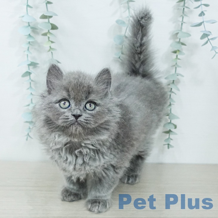 神奈川県のセルカークレックス (ペッツワン 小田原店/2026年2月12日生まれ/男の子/ブルー)の子猫の1枚目の画像