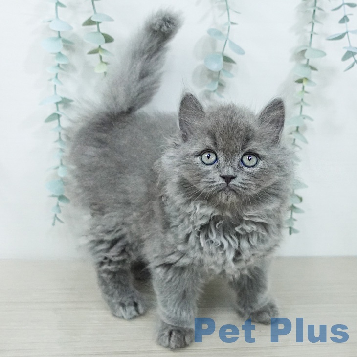 神奈川県のセルカークレックス (ペッツワン 小田原店/2026年2月12日生まれ/男の子/ブルー)の子猫の2枚目の画像