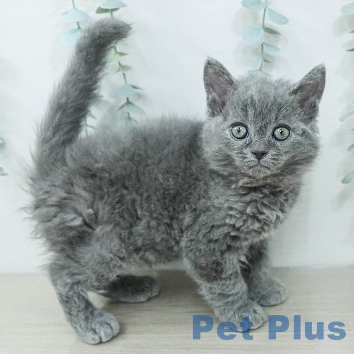 セルカークレックス