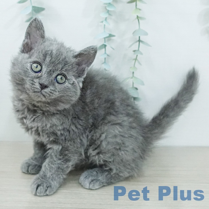 セルカークレックスの写真2