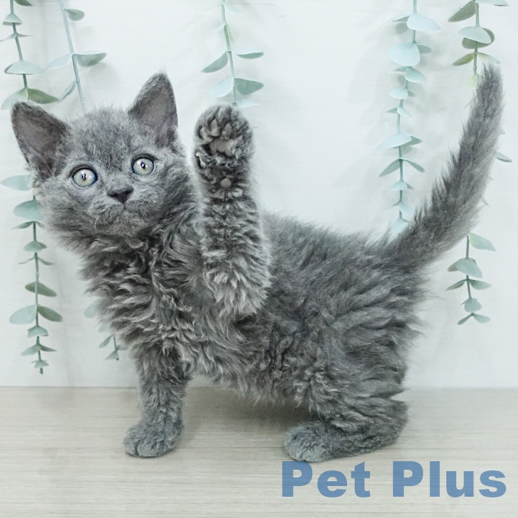 セルカークレックス