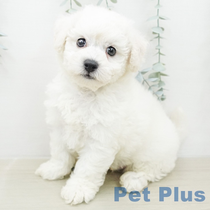 神奈川県のビションフリーゼ (ペッツワン 小田原店/2026年2月14日生まれ/男の子/ホワイト)の子犬の1枚目の画像