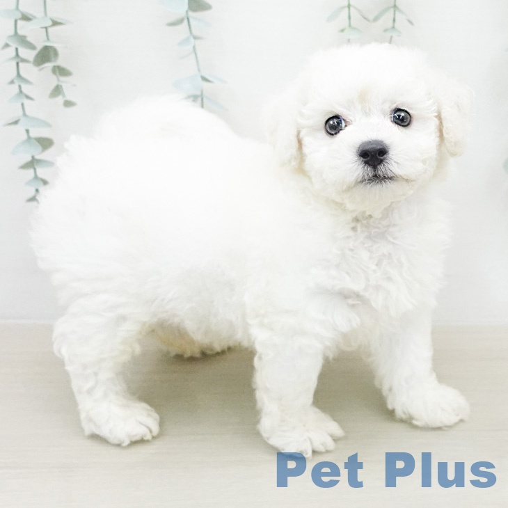 神奈川県のビションフリーゼ (ペッツワン 小田原店/2026年2月14日生まれ/男の子/ホワイト)の子犬の2枚目の画像