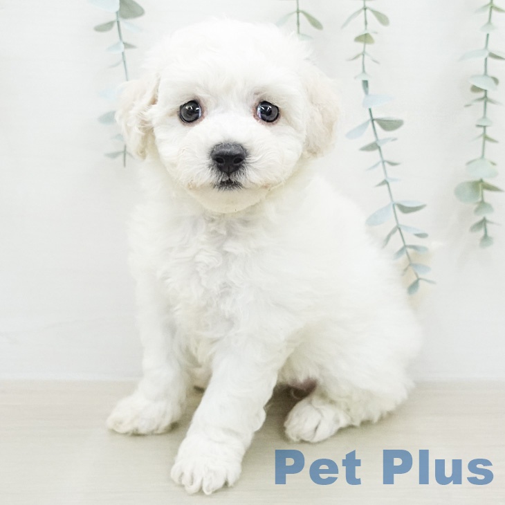 神奈川県のビションフリーゼ (ペッツワン 小田原店/2026年2月14日生まれ/女の子/ホワイト)の子犬の1枚目の画像