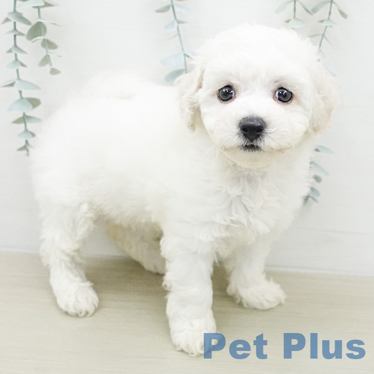 神奈川県のビションフリーゼ (ペッツワン 小田原店/2026年2月14日生まれ/女の子/ホワイト)の子犬の2枚目の画像