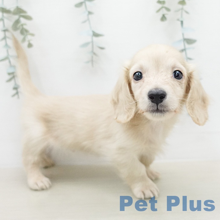 カニーンヘン・ダックスフンド