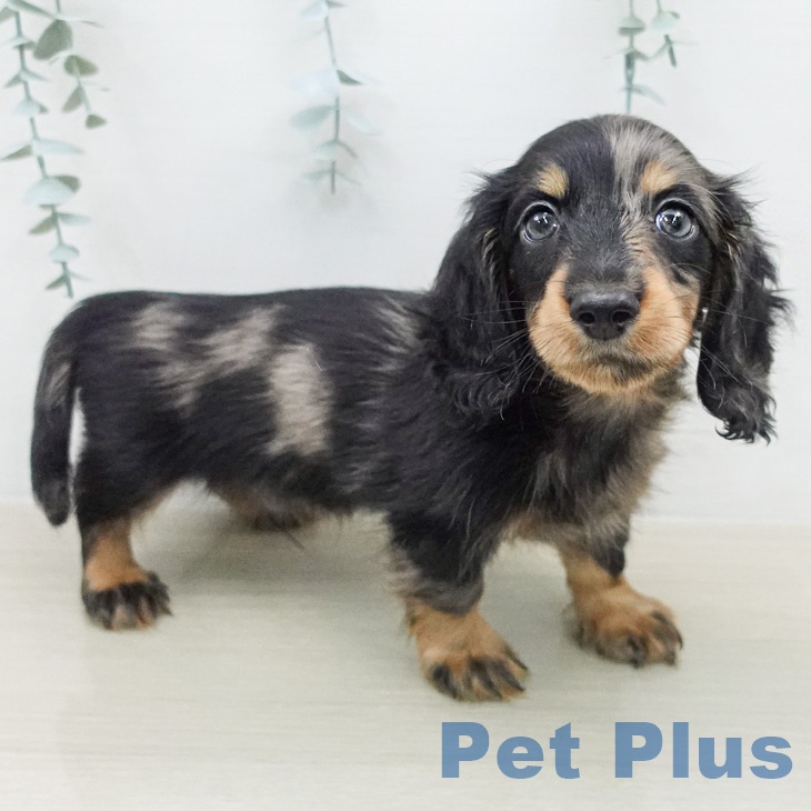 カニーンヘン・ダックスフンド