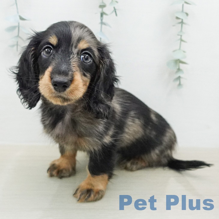 カニーンヘン・ダックスフンドの写真2