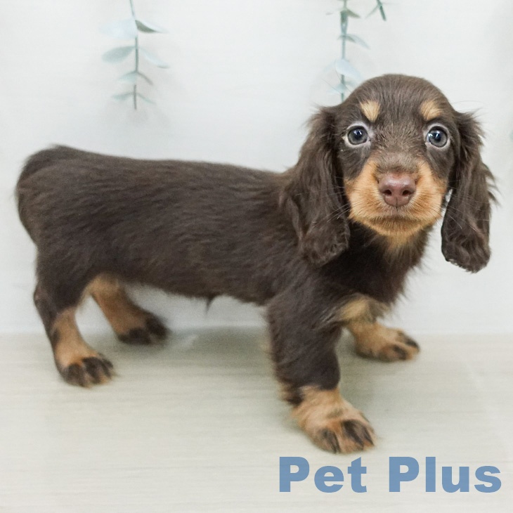 カニーンヘン・ダックスフンド