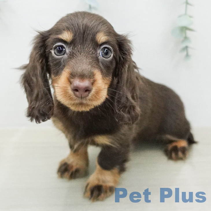 カニーンヘン・ダックスフンド