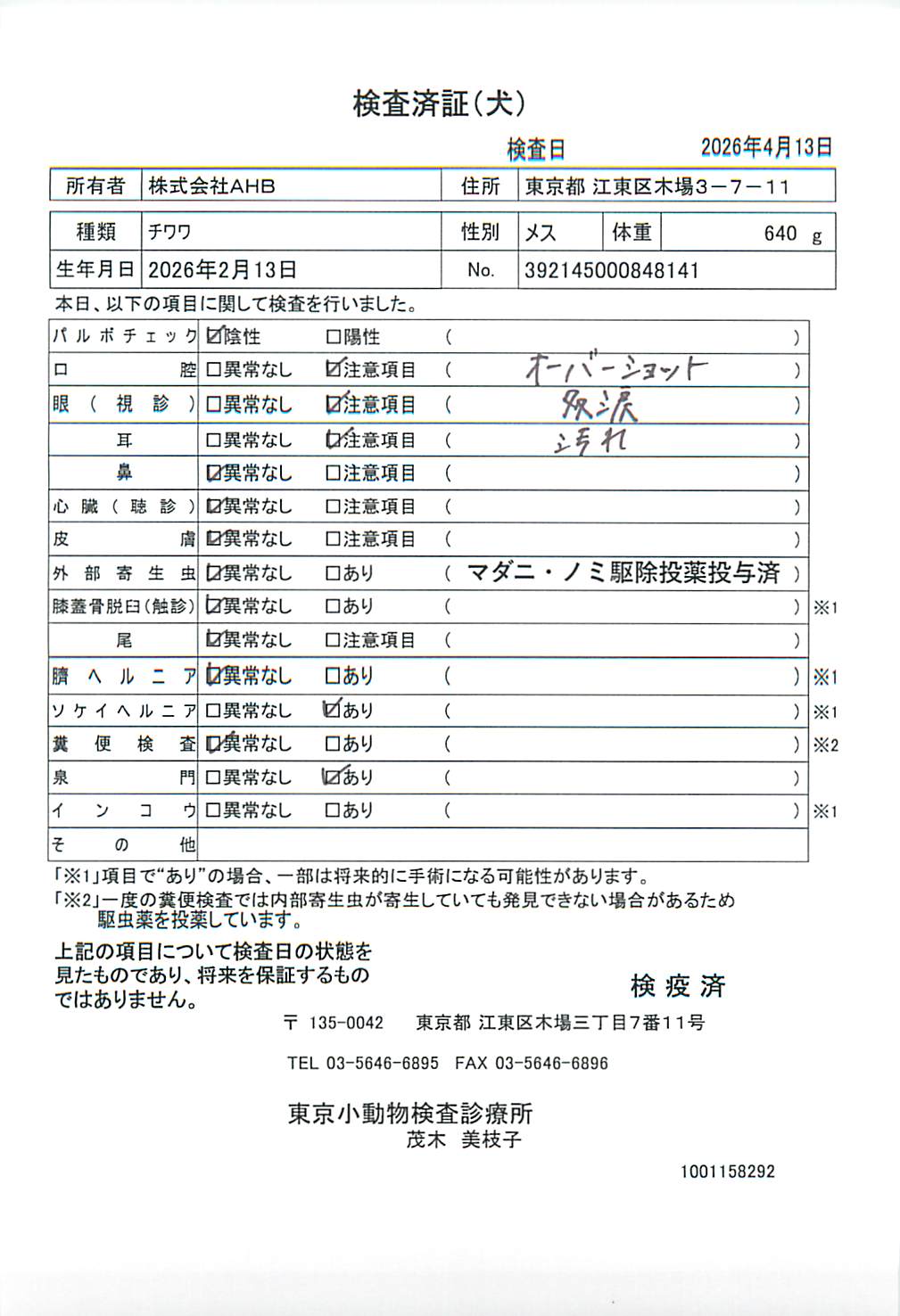 チワワ