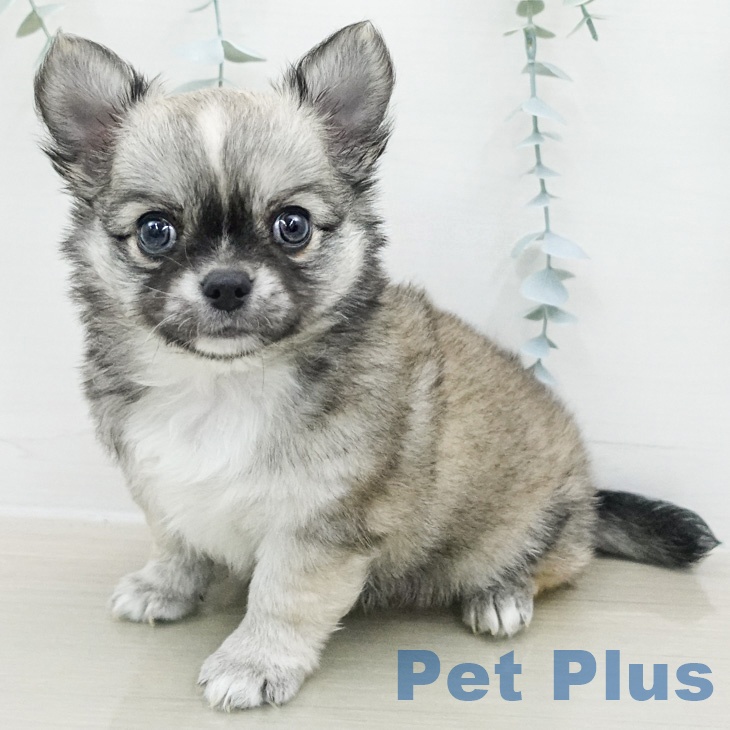 神奈川県のチワワ(ロング) (ペッツワン 小田原店/2026年2月13日生まれ/男の子/フォーンホワイト)の子犬の1枚目の画像