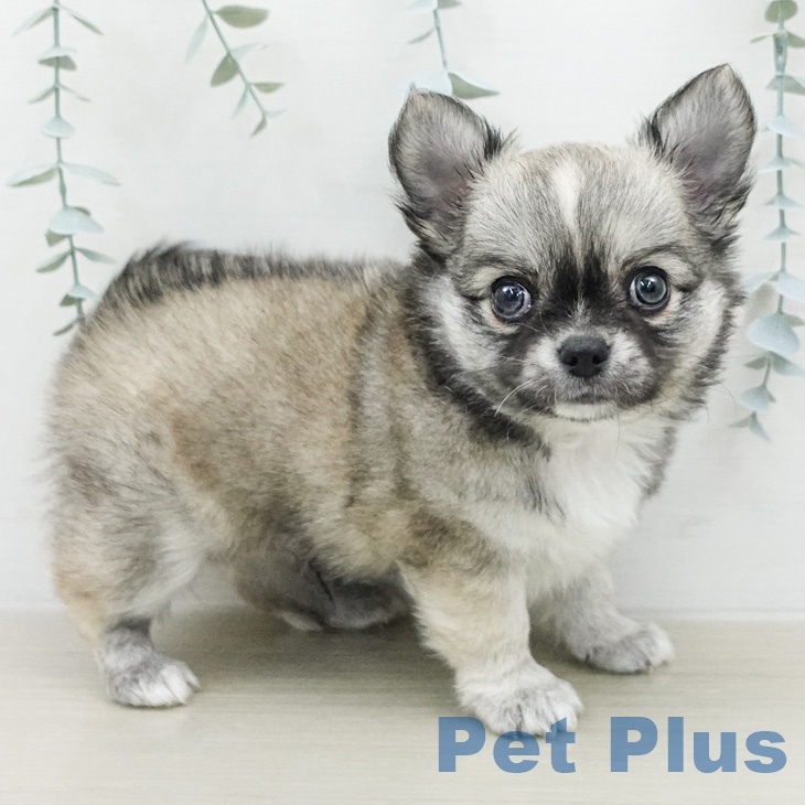 神奈川県のチワワ(ロング) (ペッツワン 小田原店/2026年2月13日生まれ/男の子/フォーンホワイト)の子犬の2枚目の画像