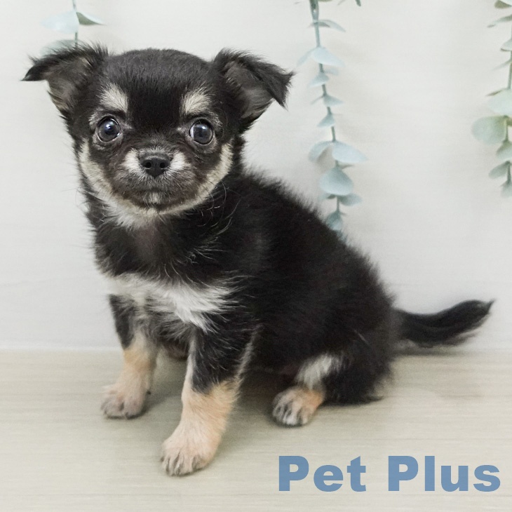 長野県のチワワ(ロング) (ペットプラス 長野店/2026年2月15日生まれ/女の子/ブラックタン)の子犬の1枚目の画像