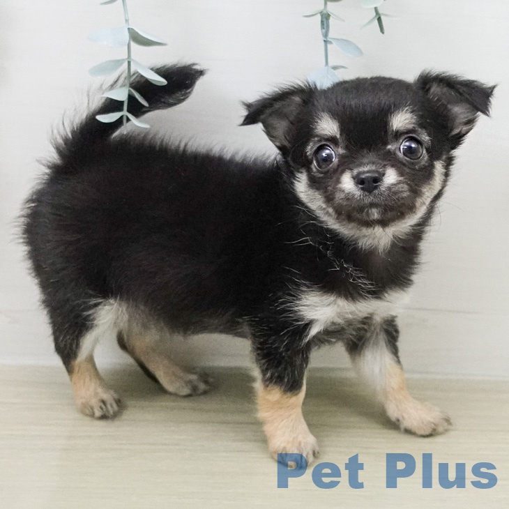 長野県のチワワ(ロング) (ペットプラス 長野店/2026年2月15日生まれ/女の子/ブラックタン)の子犬の2枚目の画像