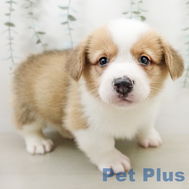 ウェルシュ・コーギー・ペンブローク