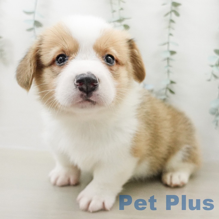 ウェルシュ・コーギー・ペンブロークの写真2