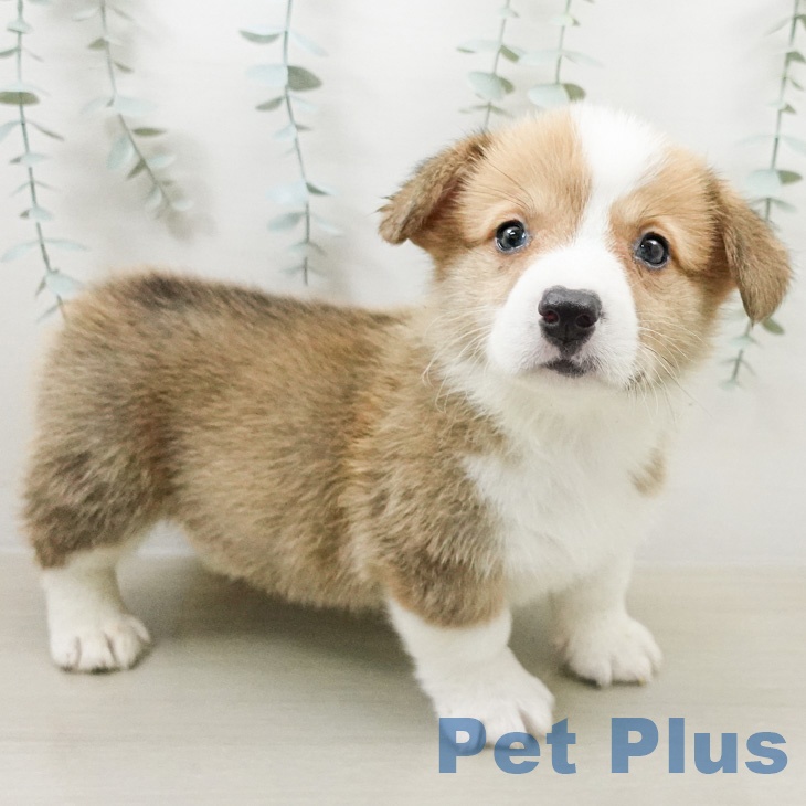 ウェルシュ・コーギー・ペンブローク