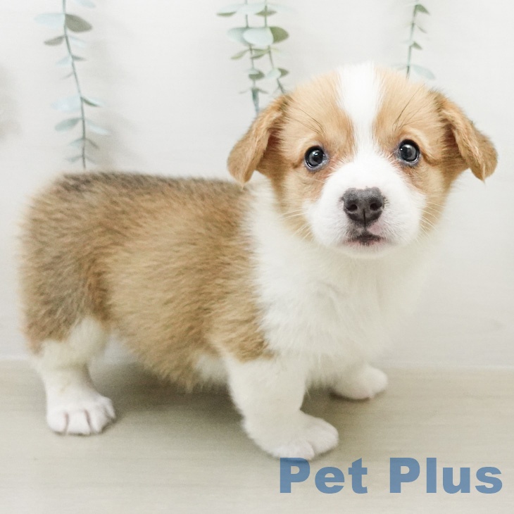 神奈川県のウェルシュコーギーペンブローク (ペッツワン 小田原店/2026年2月14日生まれ/女の子/レッドホワイト)の子犬の1枚目の画像