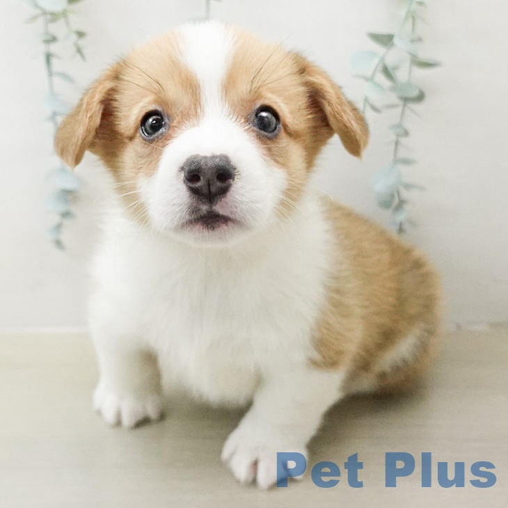 神奈川県のウェルシュコーギーペンブローク (ペッツワン 小田原店/2026年2月14日生まれ/女の子/レッドホワイト)の子犬の2枚目の画像