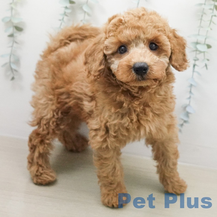 トイ・プードルの写真2