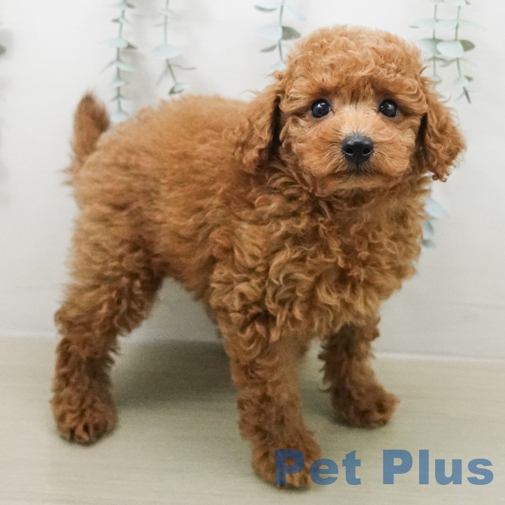 トイ・プードルの写真2