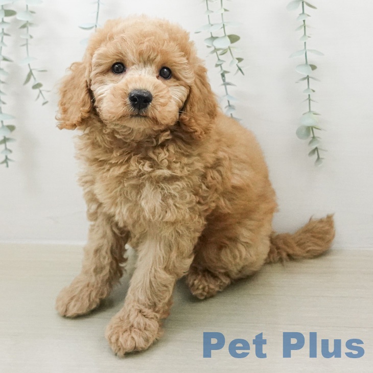 トイ・プードルの写真2