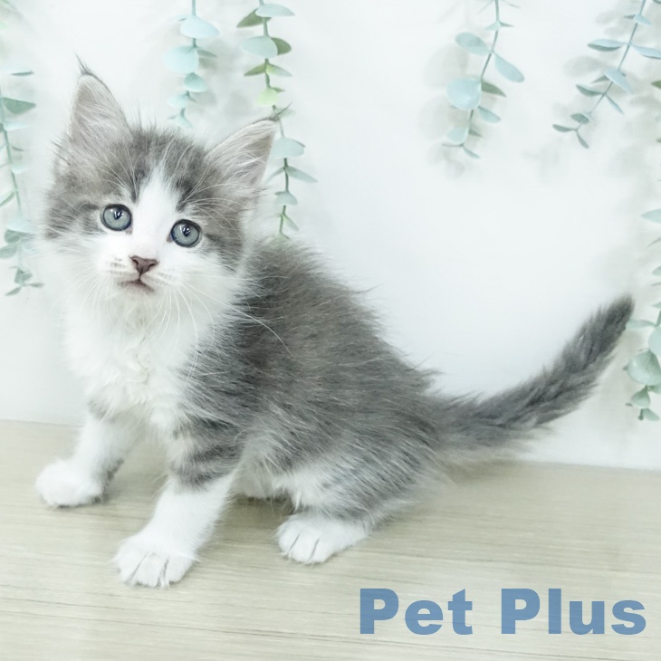 サイベリアンの写真2