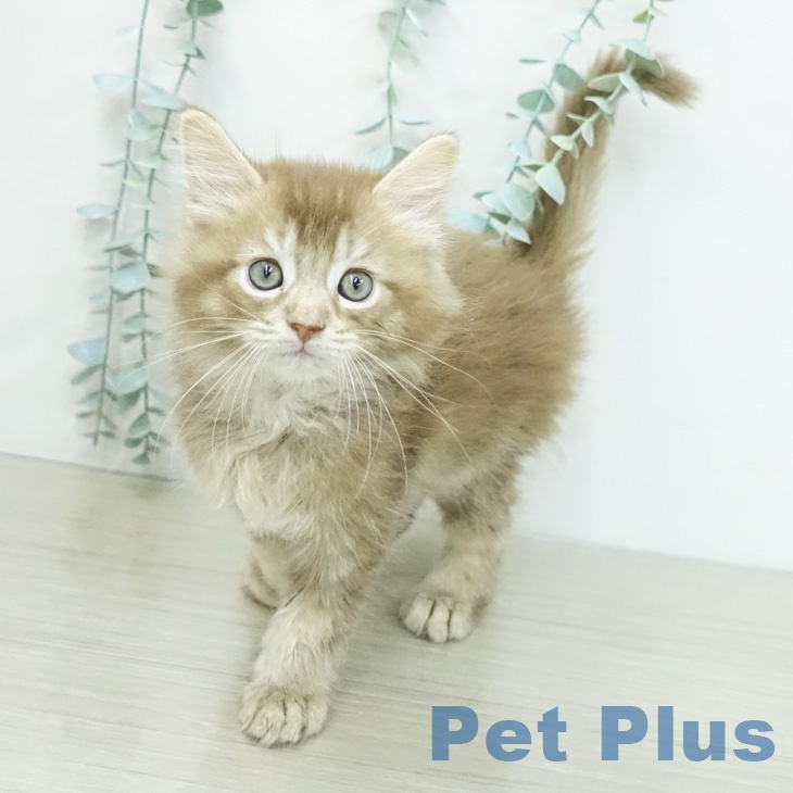 サイベリアンの写真2