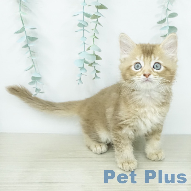 サイベリアンの写真2