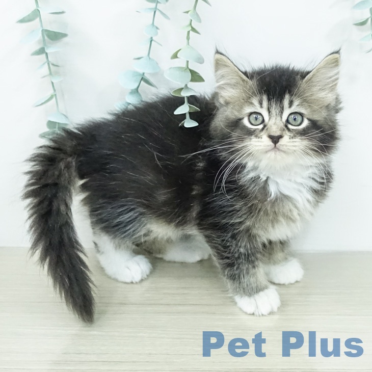 サイベリアンの写真2