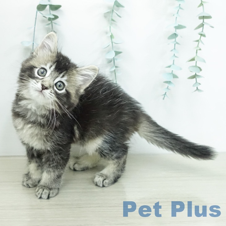 サイベリアンの写真2