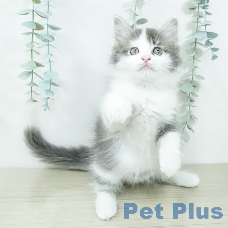 東京都のサイベリアン (ペットプラス 日の出店/2026年2月11日生まれ/女の子/ブルータビーホワイト)の子猫の1枚目の画像