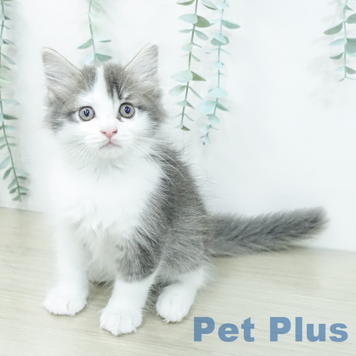 東京都のサイベリアン (ペットプラス 日の出店/2026年2月11日生まれ/女の子/ブルータビーホワイト)の子猫の2枚目の画像