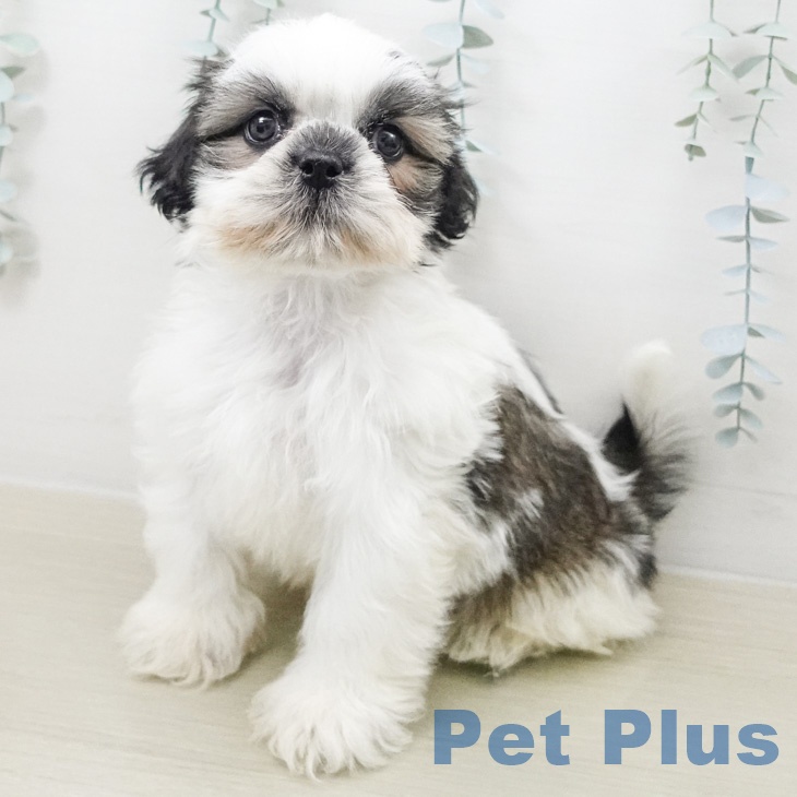 千葉県のシーズー (ペットプラス 成田店/2026年2月14日生まれ/男の子/ホワイトゴールド)の子犬の1枚目の画像