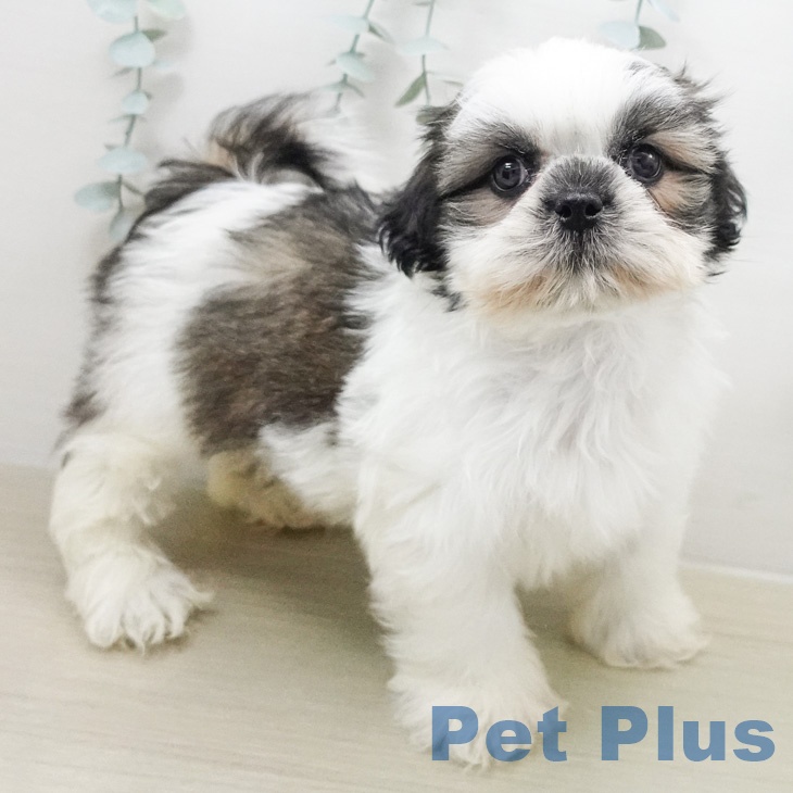 千葉県のシーズー (ペットプラス 成田店/2026年2月14日生まれ/男の子/ホワイトゴールド)の子犬の2枚目の画像