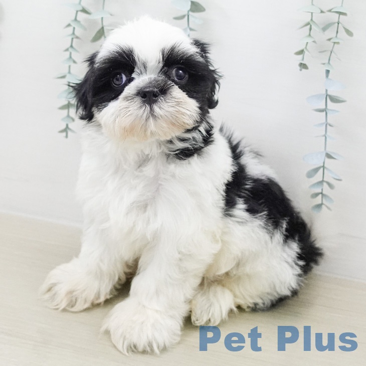 神奈川県のシーズー (ペットプラス ゆめが丘ソラトス店/2026年2月14日生まれ/男の子/ホワイトブラック)の子犬の1枚目の画像