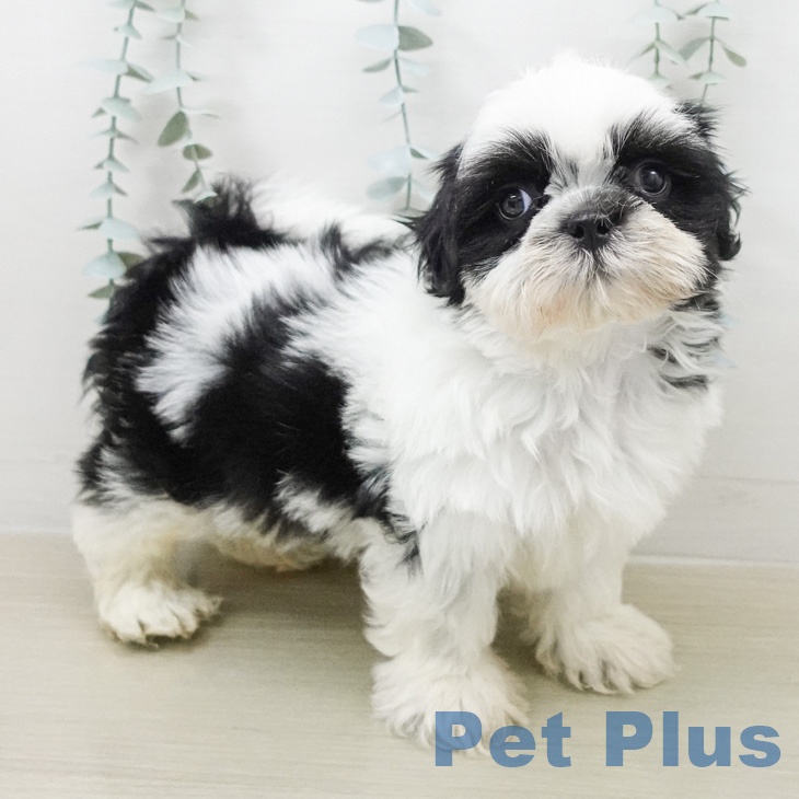 神奈川県のシーズー (ペットプラス ゆめが丘ソラトス店/2026年2月14日生まれ/男の子/ホワイトブラック)の子犬の2枚目の画像