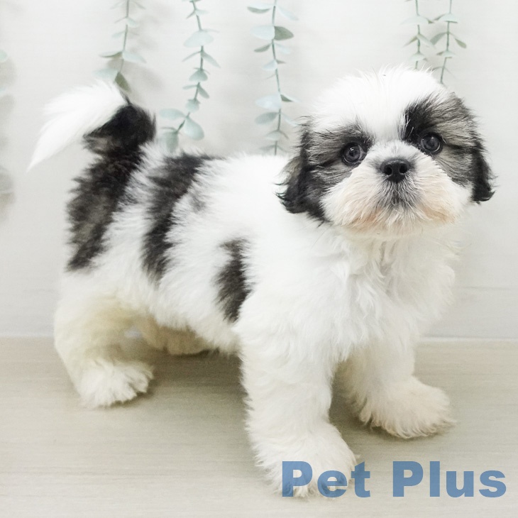 シー・ズーの写真2