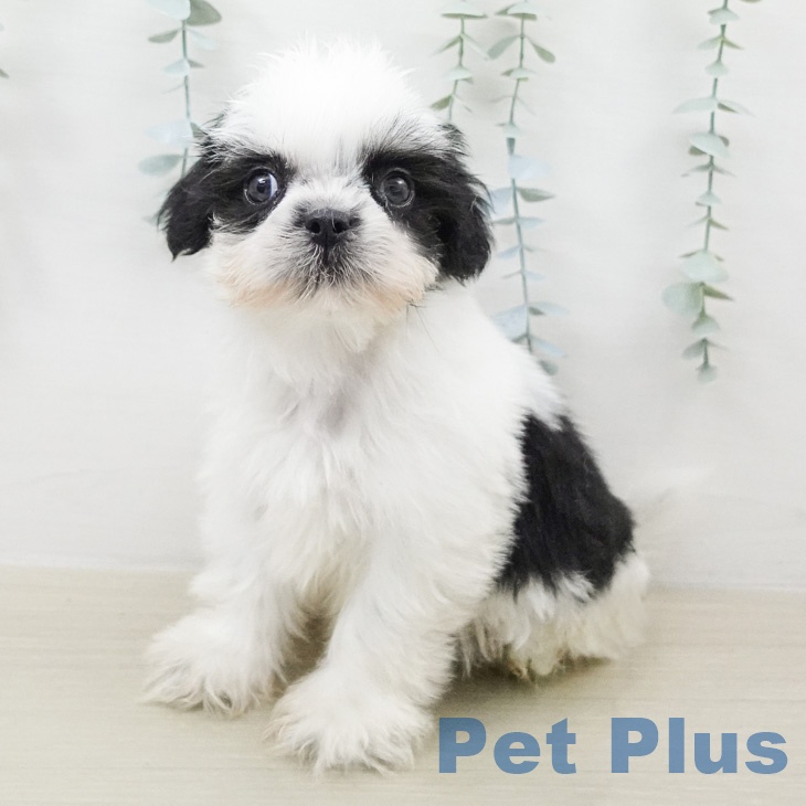 シー・ズーの写真2